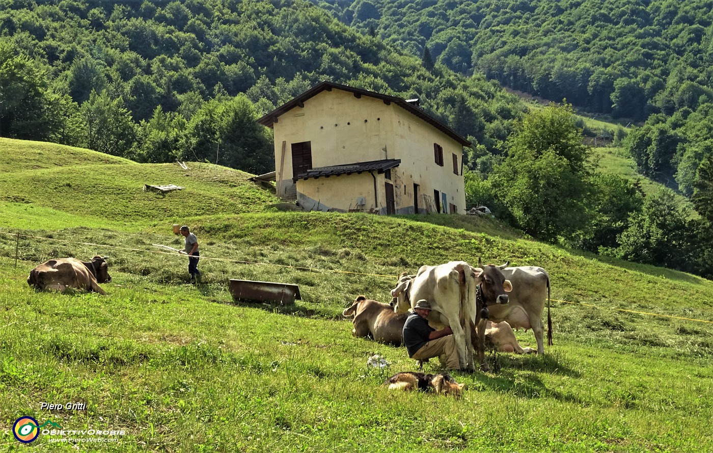 94 L'ora della mungitura ai Piani di Ceresola.JPG